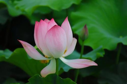 电信抖音流量卡怎么样 电信抖音流量卡资费一览，看看适合你吗？