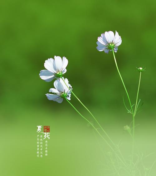 400电话是固话还是无线电话，你的企业办理过吗？