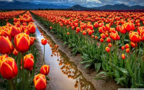 主攻副卡槽需求，北京移动推出“19元精灵卡”套餐，你怎么看？