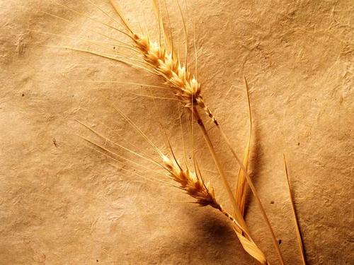 弃用手机号不解绑:不知不觉，钱没了！是谁补办了手机卡？