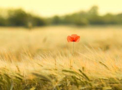 免实名手机卡 真的不用实名吗,会有哪些不安全的因素呢?