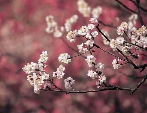 畅听王卡|19元流量74G,大熊教你如何订单?快来看!