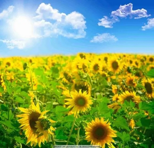 小米移动电话卡怎么样 小米移动电话卡详细介绍，哪款套餐适合你！