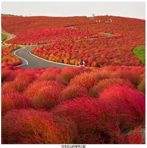 195号段属于移动、联通还是电信