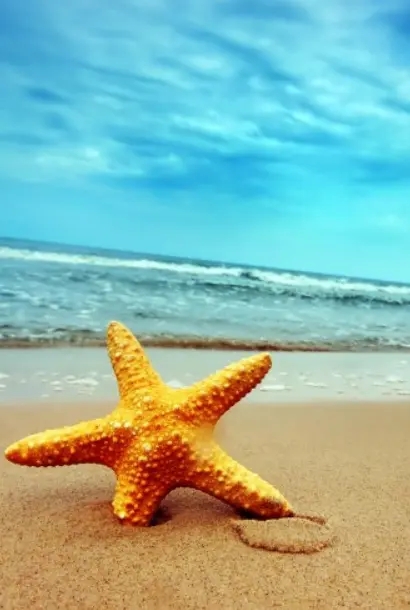 怎么在移动网上营业厅选手机号？