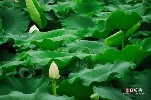 手机靓号知识：数字4其实是个吉利数字，你喜欢吗？