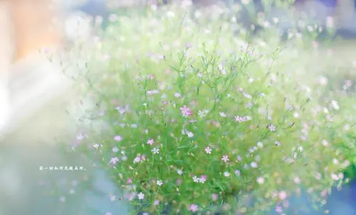 手机顺子号好还是豹子号好,你喜欢哪个呢?