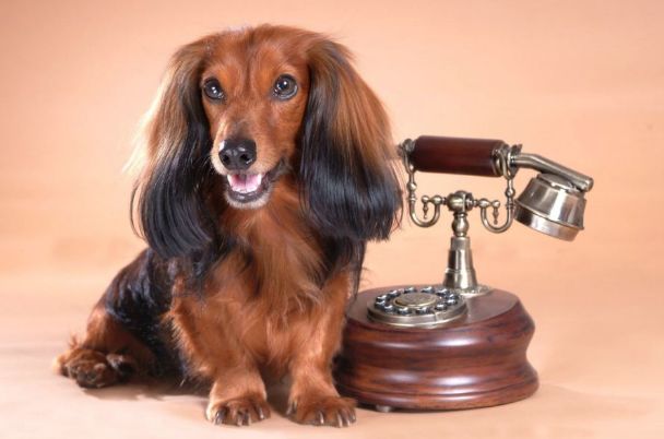 属狗人手机尾号怎么选?选对了兄弟相帮生意昌,身价狂翻好几倍!快来看看吧!