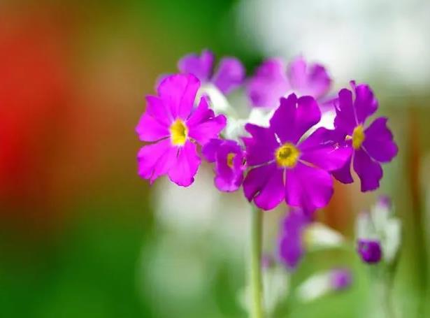 有大财入账的吉祥手机号尾数