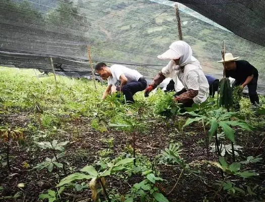移动5G技术进药田 智慧农业幸福生活更出彩