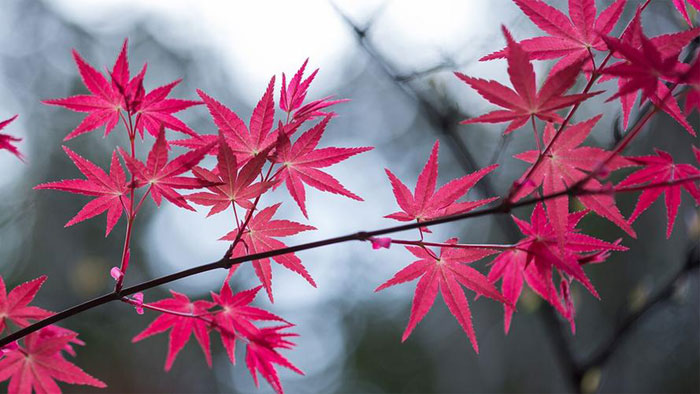 备孕中梦见抱小男孩是胎梦吗 ：备孕梦见自己抱婴儿是胎梦