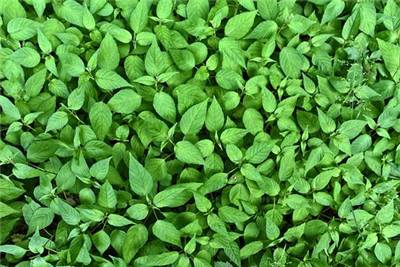 马鞍山电信固话 马鞍山电信固话